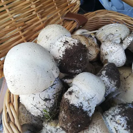 Lory Frühstückspension Elice