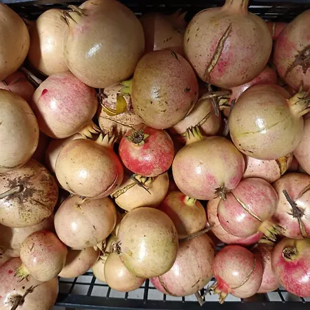 فندق مبيت وإفطار Lory Elice