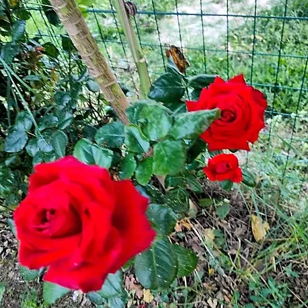 Lory Bed & Breakfast 3*