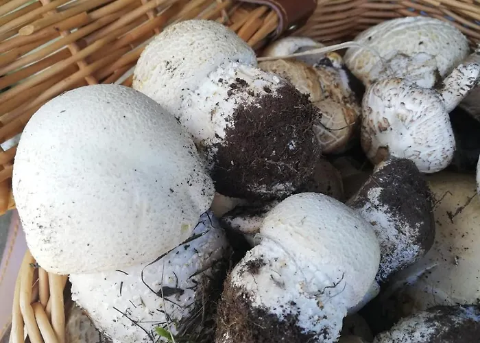 Lory Alojamento de Acomodação e Pequeno-almoço Elice