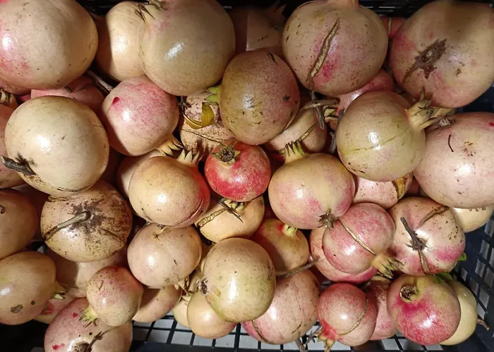 Alojamento de Acomodação e Pequeno-almoço Lory Elice