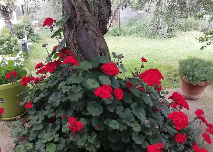 Alojamento de Acomodação e Pequeno-almoço Lory 3*